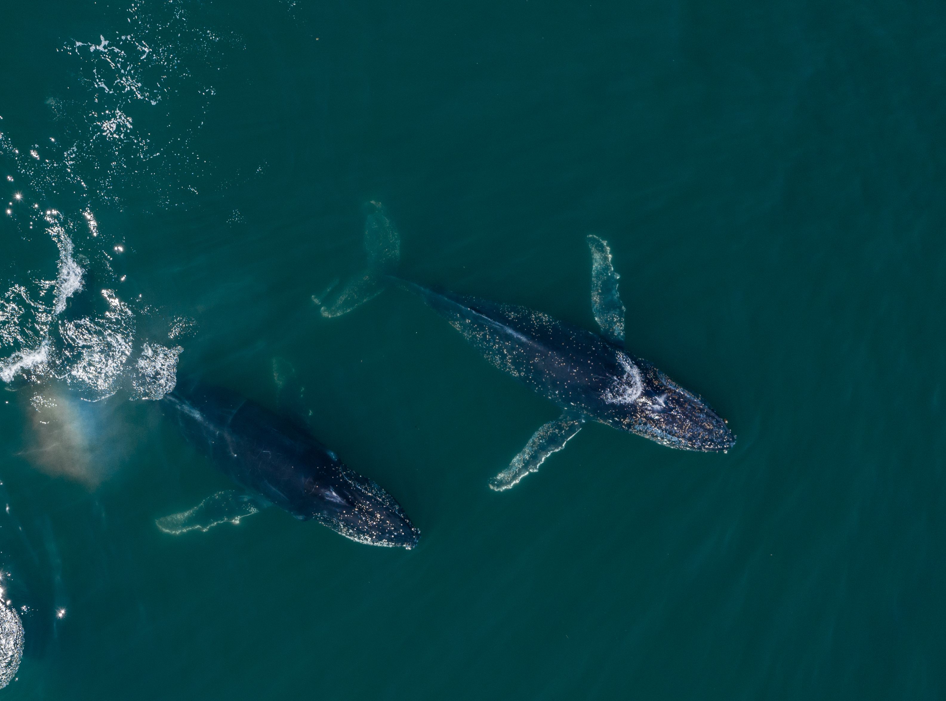 Ballena Jorobada en Patagonia Azul - ph Maike Friedrich -Rewilding Argentina