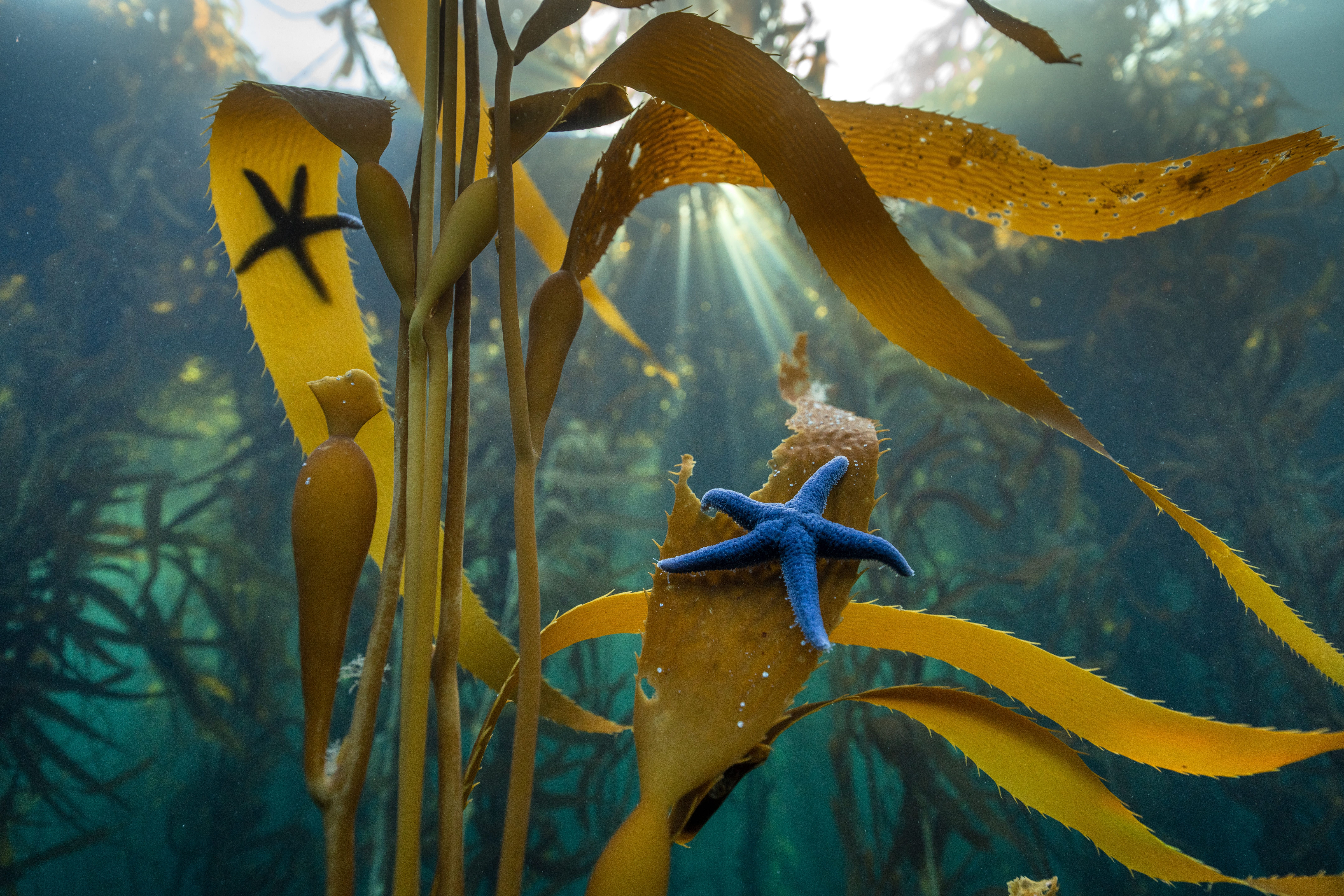 Estrellas en las macroalgas de Tierra del Fuego - Foto de Joel Reyero PEM
