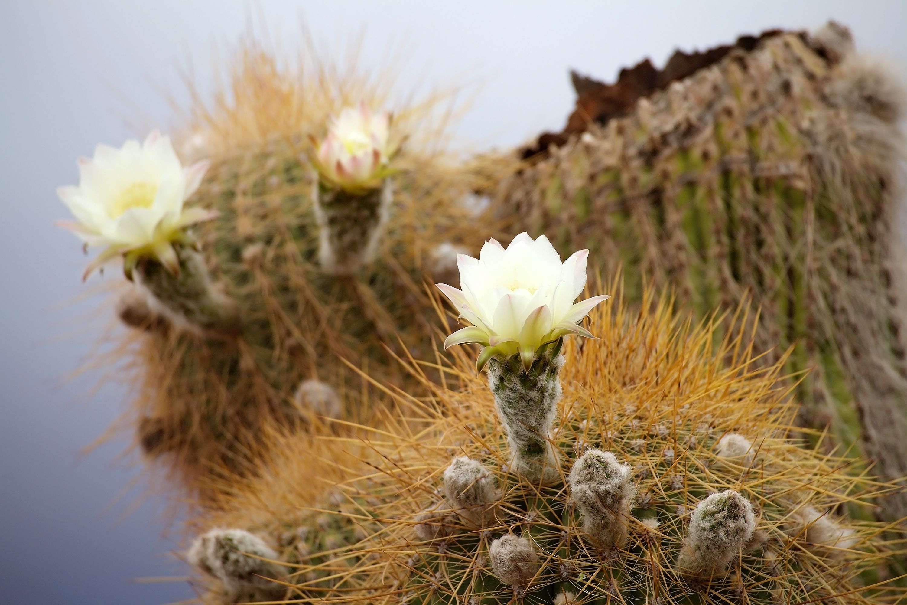 Los Cardones - Fotos: Dreamstime