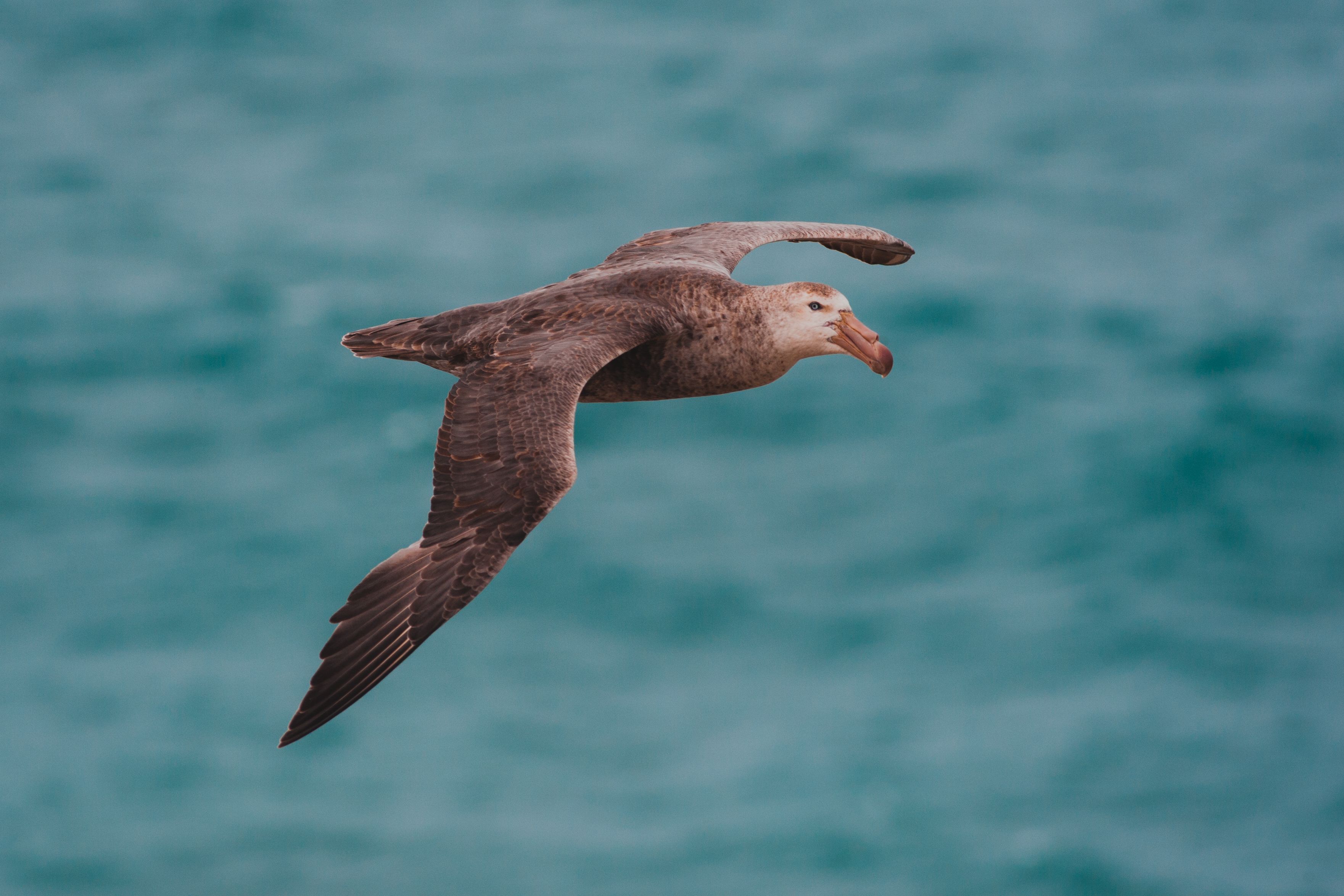 Petrelgigante